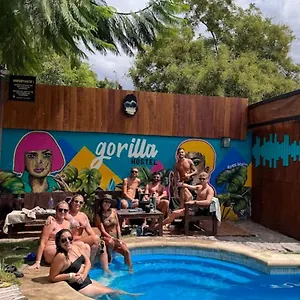 Gorilla , Mendoza Argentine